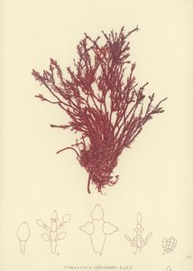 イギリスの海草（自然印刷） 作： English School